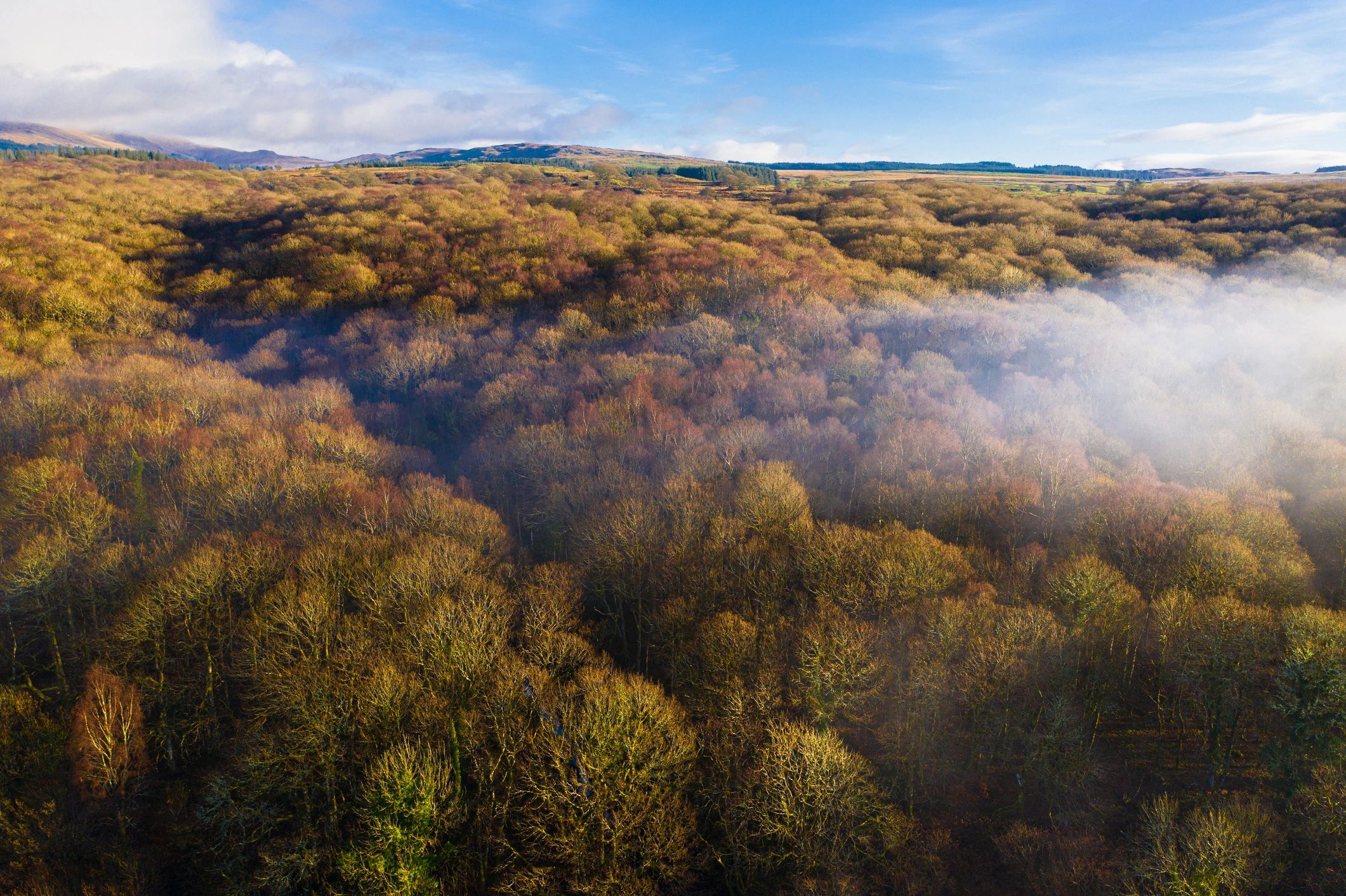 Misty forest aerial — customer profile image placeholder