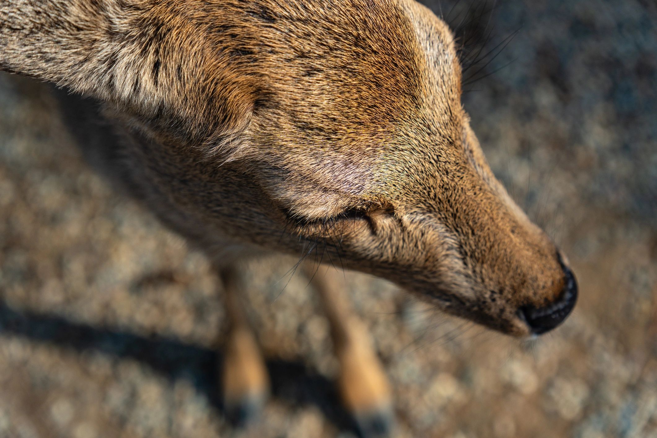 Close-up deer in woodland—testimonial portrait image