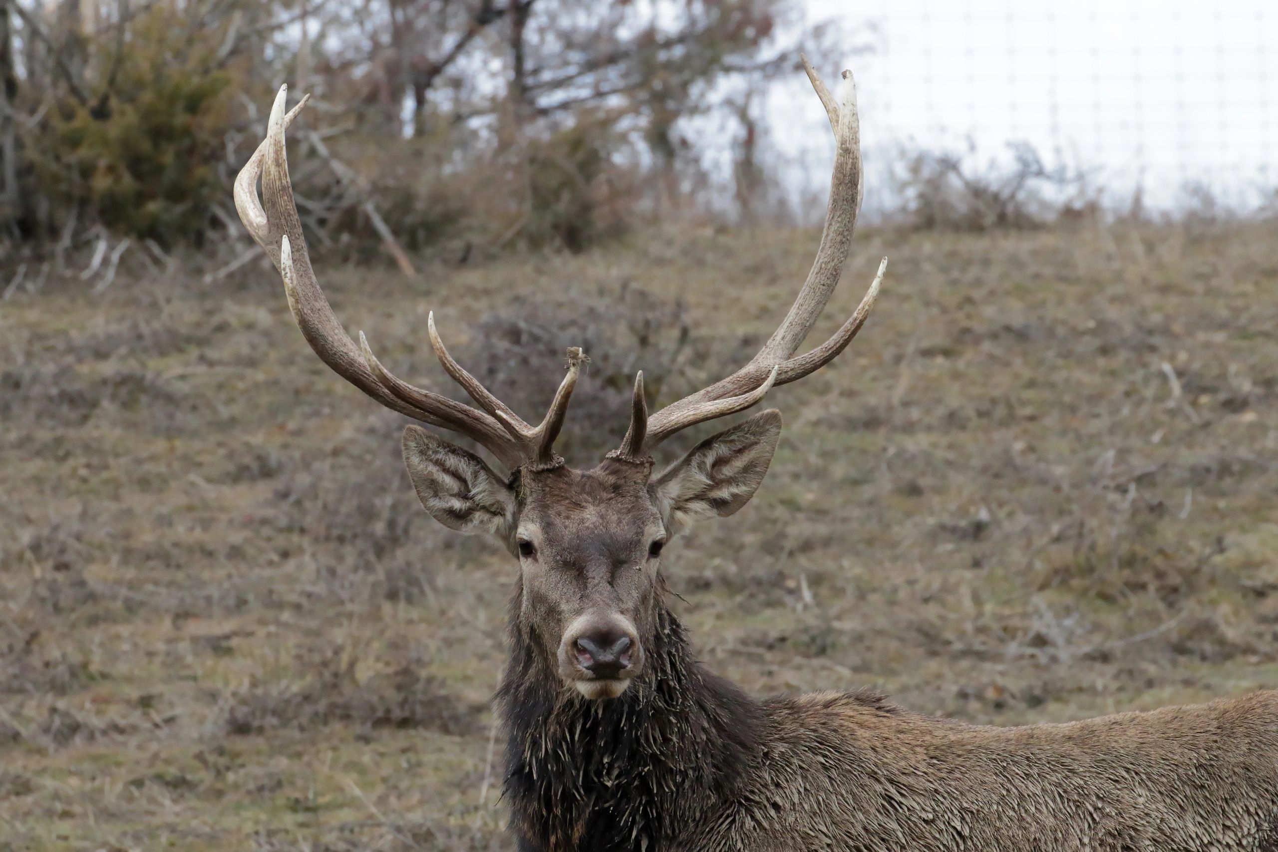 Red deer stag—testimonial portrait image