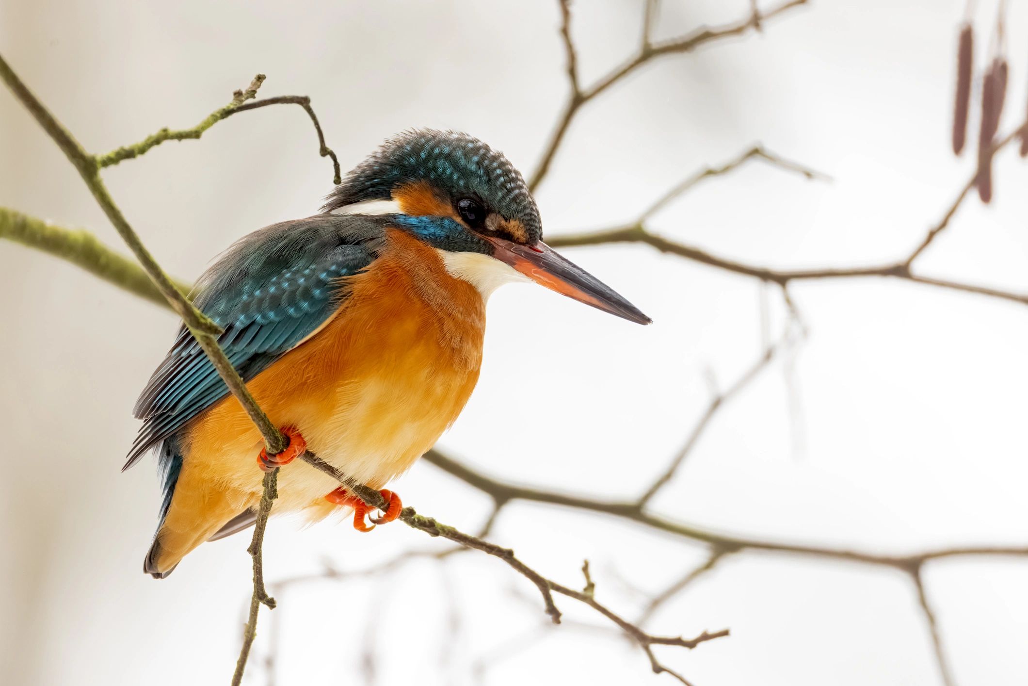 Kingfisher perched—testimonial portrait image