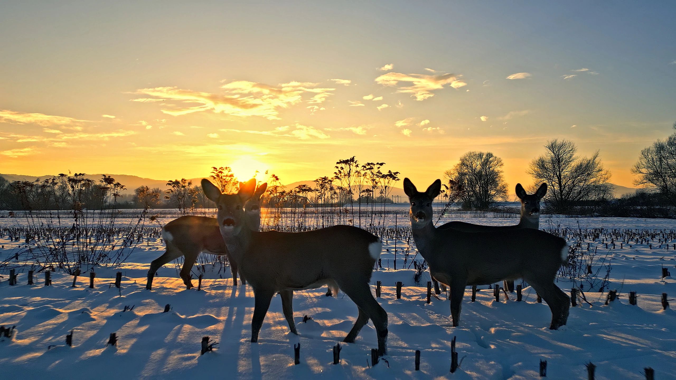 Deer silhouettes at sunset — customer profile image placeholder