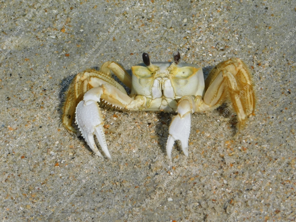 Ghost Crab by Zach Palek Photography