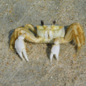 Ghost Crab