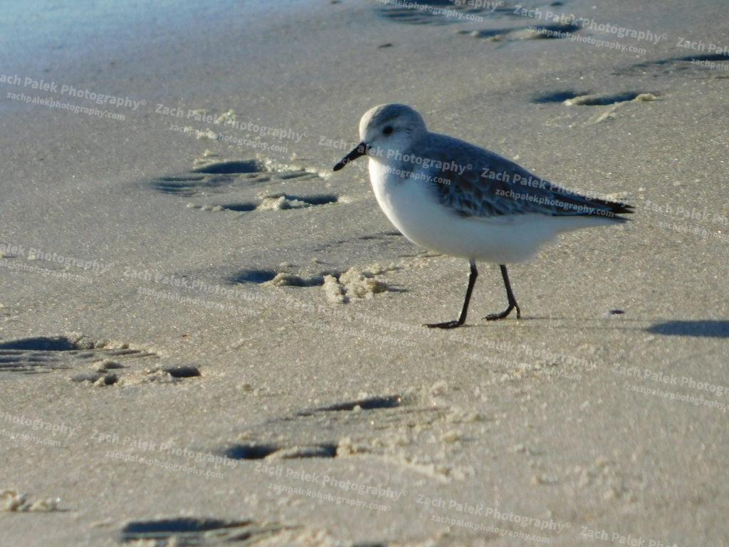 Sandpiper by Zach Palek Photography