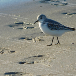 Sandpiper