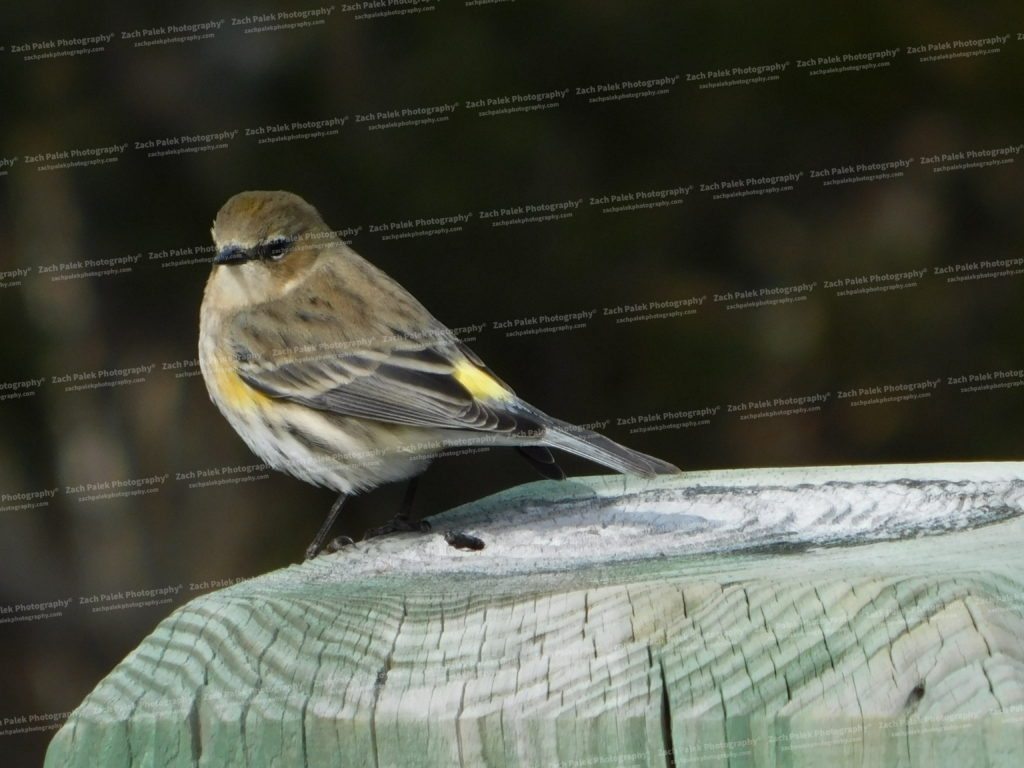 Goldfinch by Zach Palek Photography
