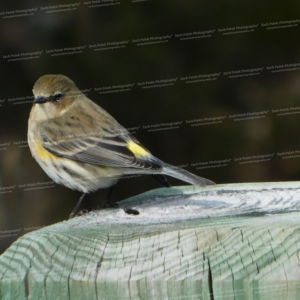 Yellow-Rumped Warbler