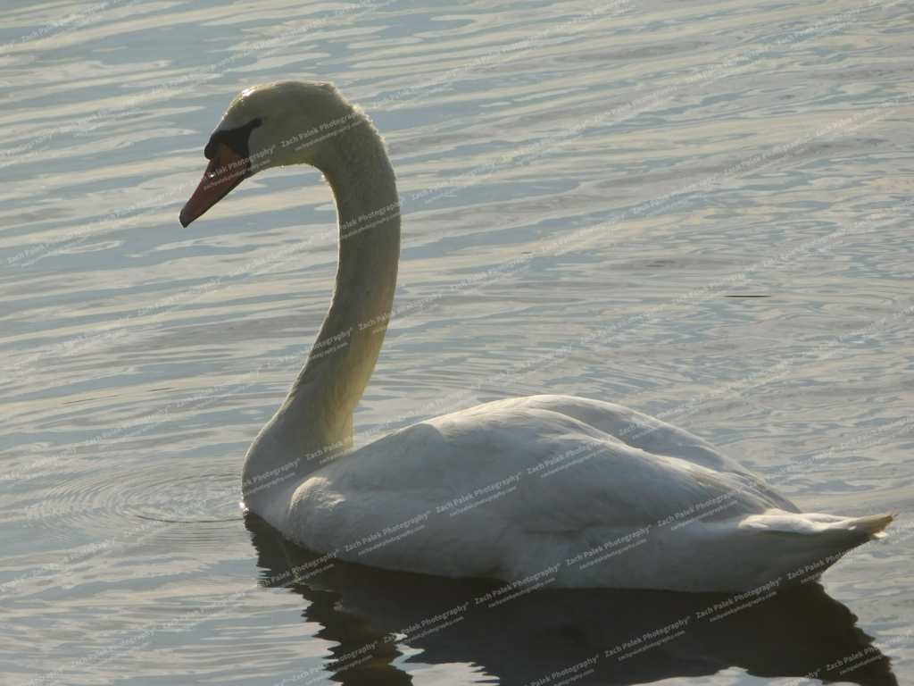 Swan by Zach Palek Photography