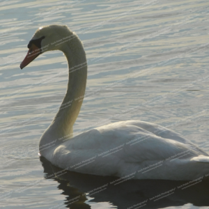 Mute Swan