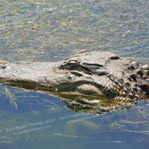 American Alligator