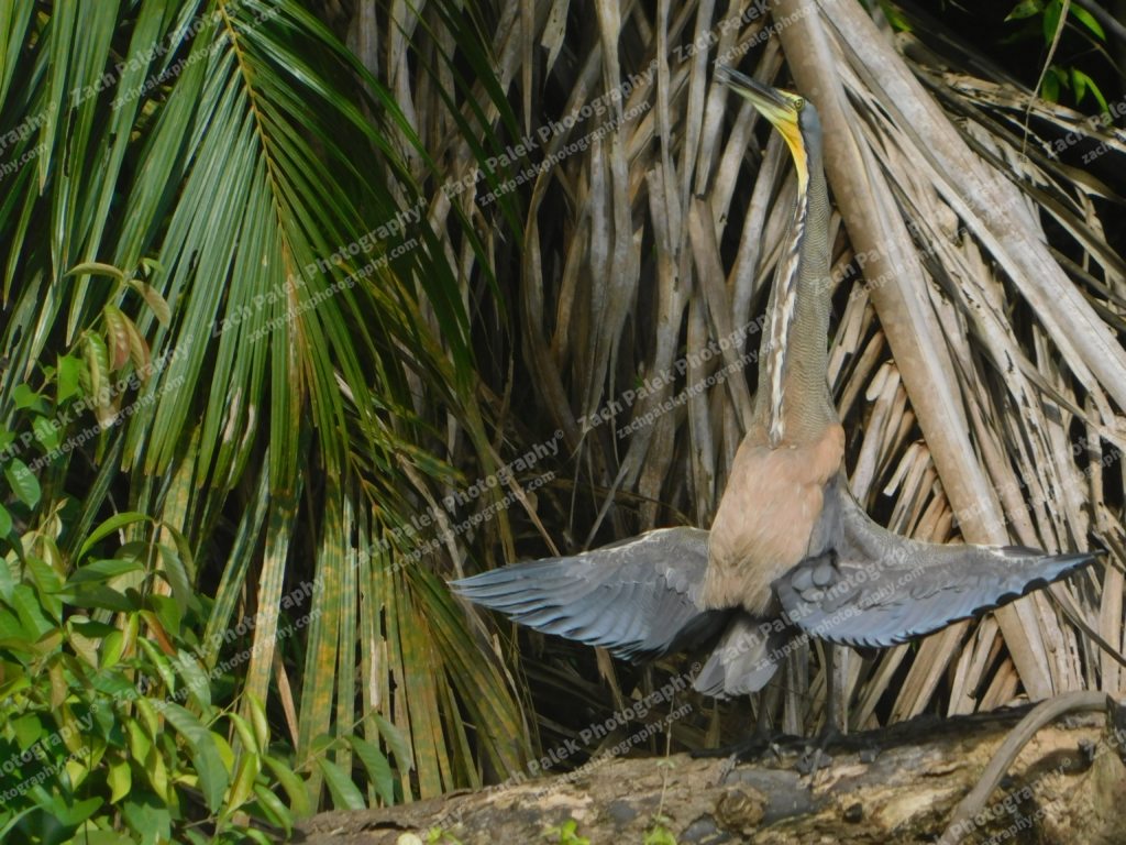 Tiger Heron sunbathing