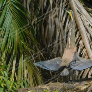 Tiger Heron