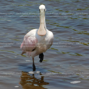 Spoonbill