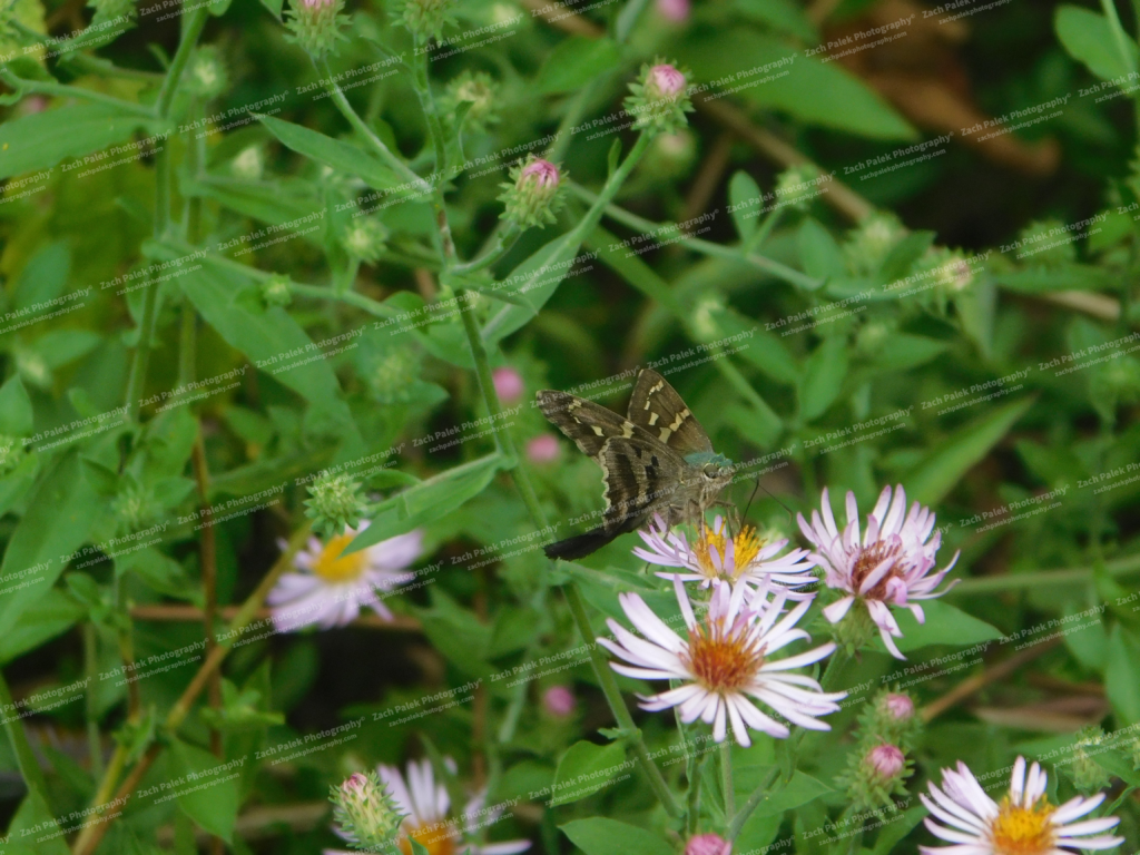 Butterfly by Zach Palek Photography