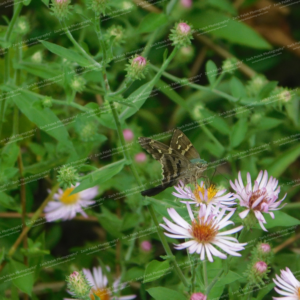 Hummingbird Hawk Moth in Meadow