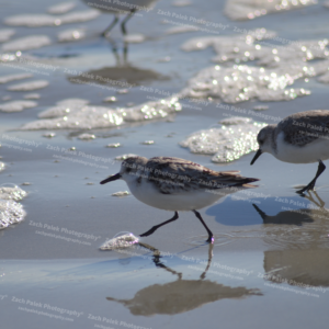Sandpipers