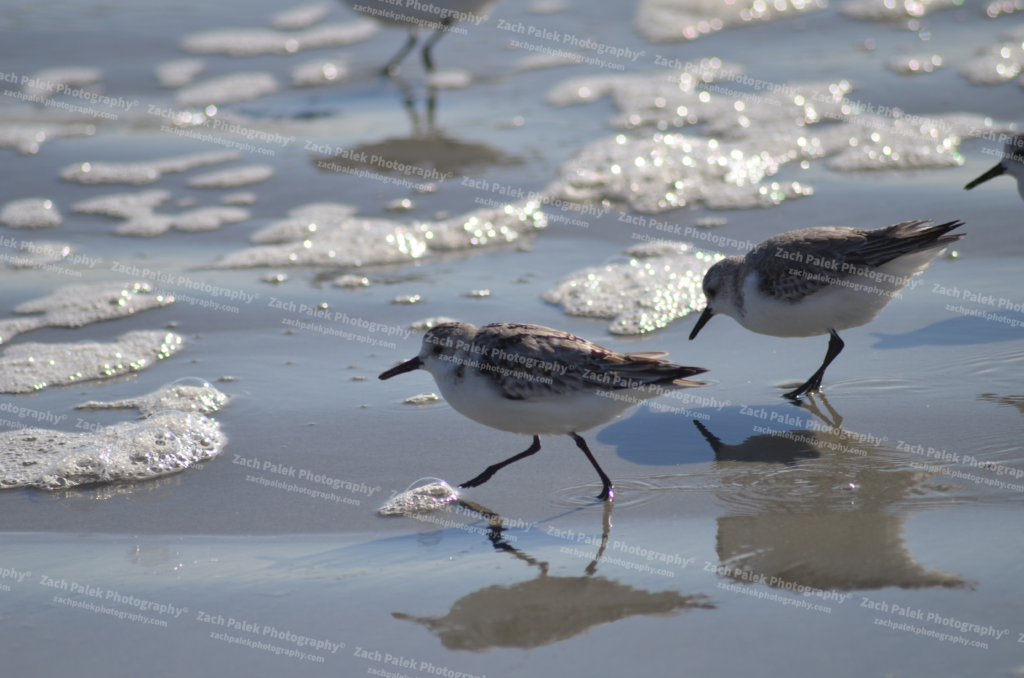 Sandpipers by Zach Palek Photography